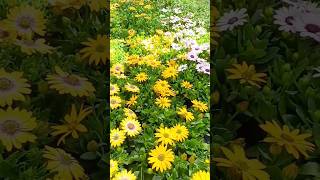 Osteospermum flowers intratuin plantsshopping [upl. by Dane]