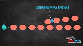 Glycogenesis and Glycogenolysis Animation [upl. by Haibot665]