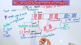 AC and DS element in maizeTransposable elements [upl. by Worl]