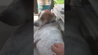 dogsofinstagram funny dog puppy career youtubeshorts cute goldenretriever comedy hindi [upl. by Nahtal923]