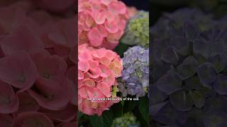 HOW GROWERS MAKE HYDRANGEAS DIFFERENT COLOURS 🌸 hydrangeas frankieflowers [upl. by Akinhoj]