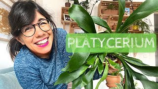 PLATYCERIUM BIFURCATUM  staghorn fern indoor care [upl. by Jit171]