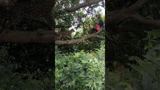 My Village tiger atak catching jungle VFX funny 😱 my Village shots anime wildlife reels vira [upl. by Mannes]