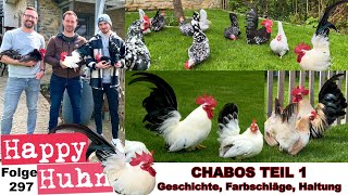 CHABOS Teil 1 Japanische Urzwerge im Rasseportrait Geschichte Farbschläge Haltung HAPPY HUHN E297 [upl. by Yorick]