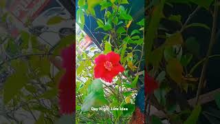 Sembaruthi sembaruthi song sembaruthi flowers blossom shortsvideo youtubeshorts [upl. by Iahcedrom]