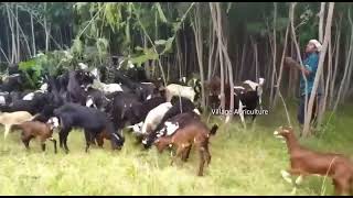 Goat and Sheep farming in low cost open grazing system [upl. by Anuat]