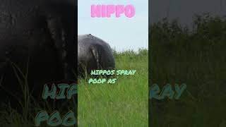 Why Do Hippos Spray Poop shorts hippo [upl. by Adnawt]