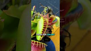 Queen Wasp vs Venus Flytrap [upl. by Defant912]