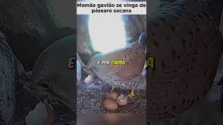 Vingança de mãe  Tccontos shorts animais animaisfofos animaisselvagem pets curiosidades [upl. by Cardon]