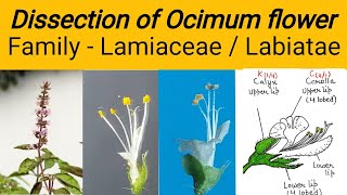 Dissection of Ocimum flower  Family Lamiaceae  Family labiatae  Tulsi flower dissection [upl. by Waine11]