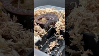 Take a look at this baby earless monitor lizard cute reptiles wildlife animals shorts pets [upl. by Donovan]