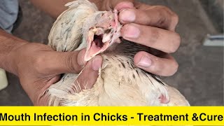 Fungal infection canker in mouth of Chicken  Nilstat Drops in Chicken  Canker Treatment at home [upl. by Lefty50]