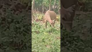 Nilgai from Bangabandhu Sheikh Mujib Safari Park Gazipur nilgai animals shorts bangladesh [upl. by Avik]