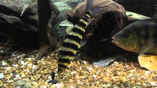 Leporinus fasciatus [upl. by Hotchkiss]