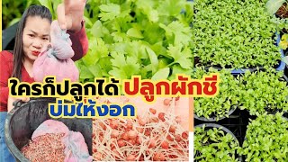 เพาะเมล็ดผักชีไทย กี่วันงอก  How to grow coriander seeds เพาะเมล็ดผักชีไม่งอก ต้องทำไง [upl. by Attenwahs]