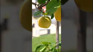 Go Horizontal Espalier Tree garden howto shorts pear asian fruit diy [upl. by Margi]