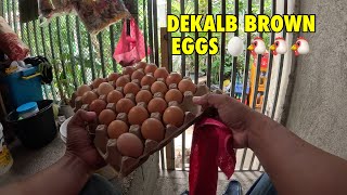 Dekalb Brown eggs mga ka noypi [upl. by Kresic]