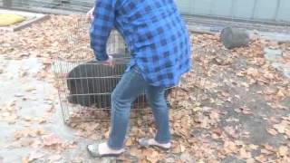 How to easily move a potbellied pig [upl. by Sankaran]