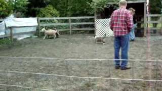 Radar the Cardigan corgi puppys first herding experience [upl. by Bunnie497]