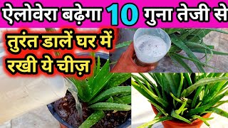 ऐलोवेरा बढ़ेगा 10 गुना तेजी सेAloe Vera Plant Care Best fertilizer for aloe vera plantAloe Vera [upl. by Renaxela269]