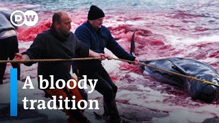 Whale hunting in the Faroe Islands  DW Documentary [upl. by Sirtimed551]