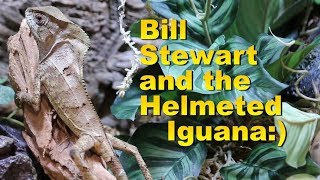 The Helmeted Iguana with Bill Stewart from Zilla [upl. by Abagael668]