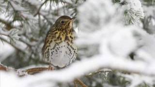 Messiaen La grive musiciennethe song thrush [upl. by Enineg]