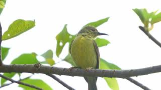 Sunbird [upl. by Anatole]