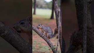 Fotografiando una ardilla inquieta [upl. by Nnaeiluj]