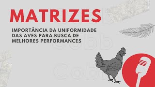 01 Matrizes  Importância da uniformidade das aves para busca de melhores performances [upl. by Nylirehs489]