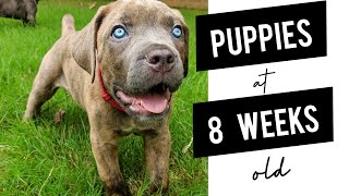 Italian Mastiff Puppies at 8 weeks old Purebred AKC Registered Cane Corso Puppies [upl. by Kreindler]