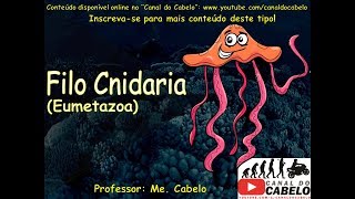 ZOOLOGIA FILO CNIDARIA METAZOA EUMETAZOA RESUMÃO BIOLOGIA CICLOS DE VIDA E MUITO MAIS [upl. by Hutton2]