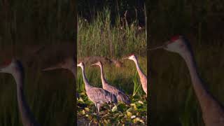 HDR 🐤 Coyote Sneaks Up Sandhill Cranes Sound the Alarm coyote sandhillcranes nature wildlife [upl. by Ixela361]