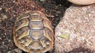 Sneezing tortoise baby [upl. by Atsirc527]