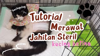 Cara Merawat Jahitan Pasca Steril Kucing Betina  bucingvlog catlover catshorts [upl. by Alleb]