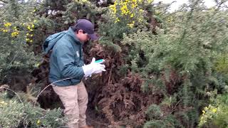 Ulex europaeus una de las 100 especies más invasoras del mundo [upl. by Aihtniroc]