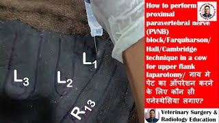 Paravertebral nerve blockFarquharsonHallCambridge technique for upper flank laparotomy in a cow [upl. by Ariaec]