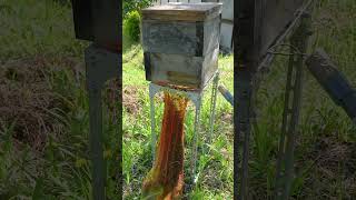 Capturing a Swarm of Japanese Honeybees [upl. by Durrej]