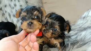 Yorkie Girls Available Teacup X Standard June 21 2024 [upl. by Libnah101]