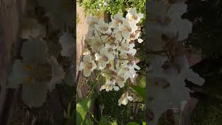 🌻⁷☆ Lamiales •² Bignoniaceae ▪︎ Northern Catalpa Catalpa speciosa  Observed in Description [upl. by Sharp]