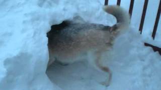 Norwegian Elkhound and Husky Enjoy The Blizzard [upl. by Graham92]