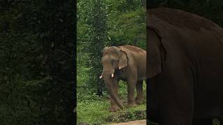 ഒരു ആനക്കുളി കണ്ടാലോwild elephantezhattumughamAthirappalli viralvideo travel elephant nature [upl. by Vivyan]