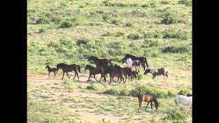 The Wild Horses Of Fifteen Mile  Washakie County Wyoming [upl. by Siravat]