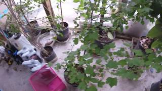 Miracle fruit Pitangatuba Moringa Pitomba Canistel etc part 2 [upl. by Nylarat46]