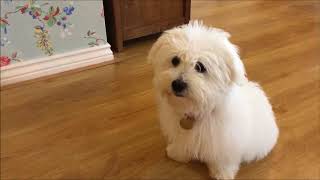 Training a Coton de Tulear Puppy [upl. by Hamehseer43]