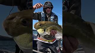 Hawkesbury River baitfishing [upl. by Tevis]