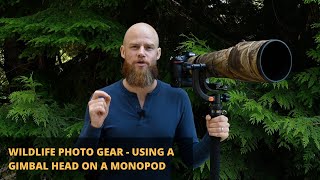 Wildlife Photography Gear  Using a Gimbal Head on a Monopod 2020 [upl. by Einned]