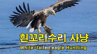 흰꼬리수리 사냥 Whitetailed eagle Huntting [upl. by Millan806]