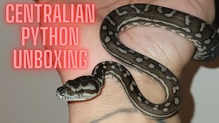 Centralian Python Unboxing  Morelia Bredli [upl. by Sirref]