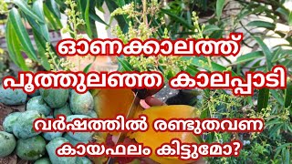 സെപ്റ്റംബറിൽ കലാപ്പാടി പൂത്തുലഞ്ഞപ്പോൾ🥭 ഏറ്റവും രുചിയുള്ള മാങ്ങmango കലാപ്പാടി മാങ്ങ malayalam [upl. by Reddin]